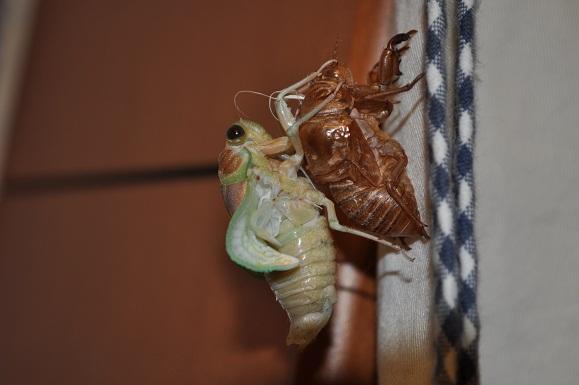 DSC_0089.JPG