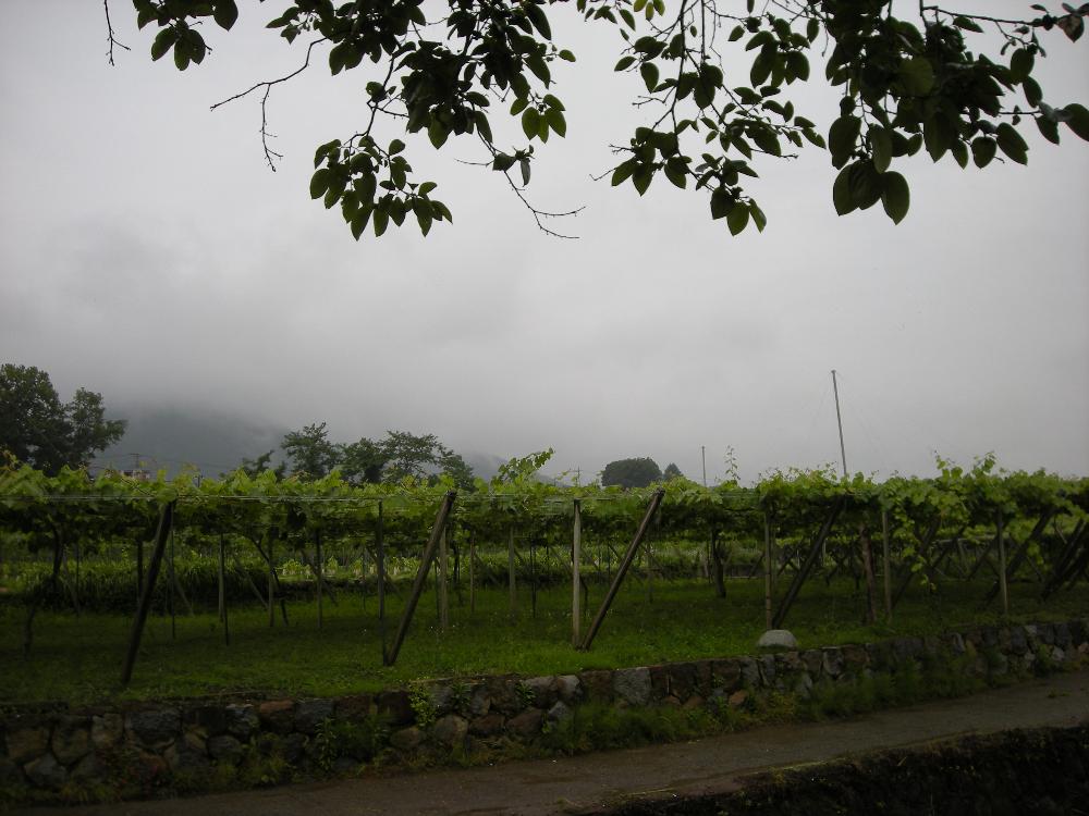 DSCN2778.jpg