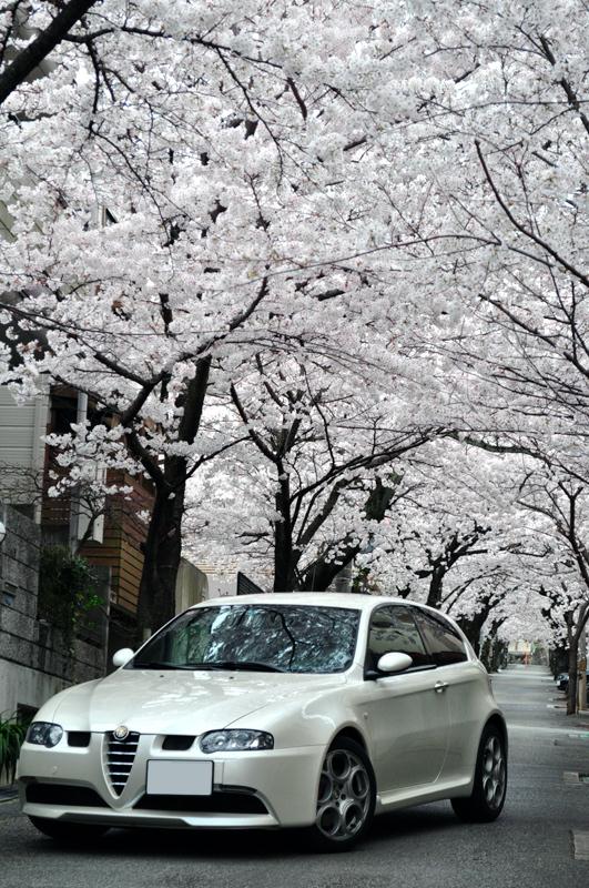 sakura1.jpg