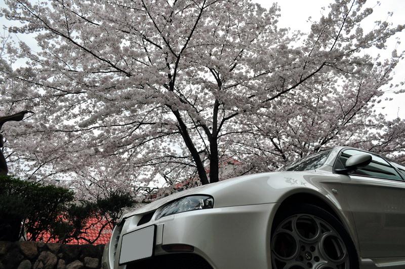 sakura3.jpg