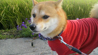 2011092807310000.jpg