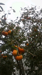 2011100505590000.jpg
