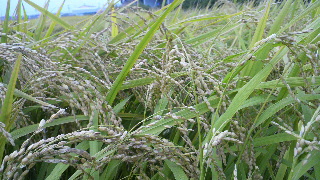 2011100506360000.jpg