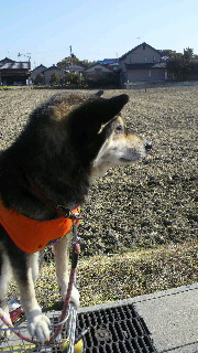 2012012916110000.jpg