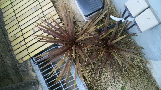 2012030206590001.jpg