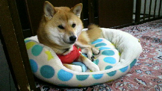 2012032516420002.jpg