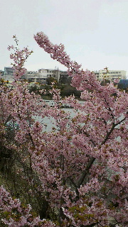 2012032520460000.jpg