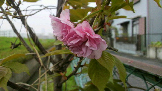 2012042210540000.jpg