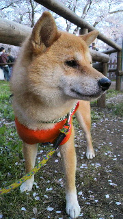 2012042607190003.jpg