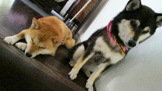 2012052906000000.jpg