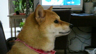 2012062412490000.jpg