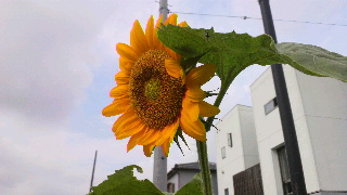 2012071509350000.jpg
