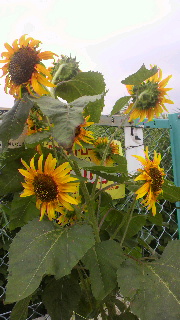 2012072119250000.jpg