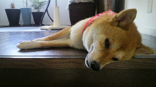 2012072823090000.jpg