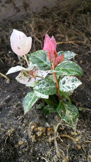 2012073008190000.jpg
