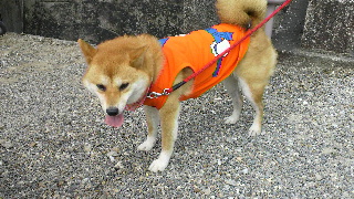 2012073008190001.jpg