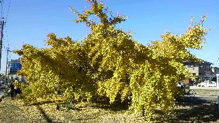 2012112520310001.jpg