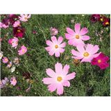 cosmos9.jpg