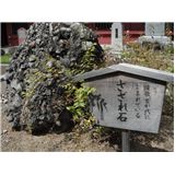 kurumiinari4.jpg