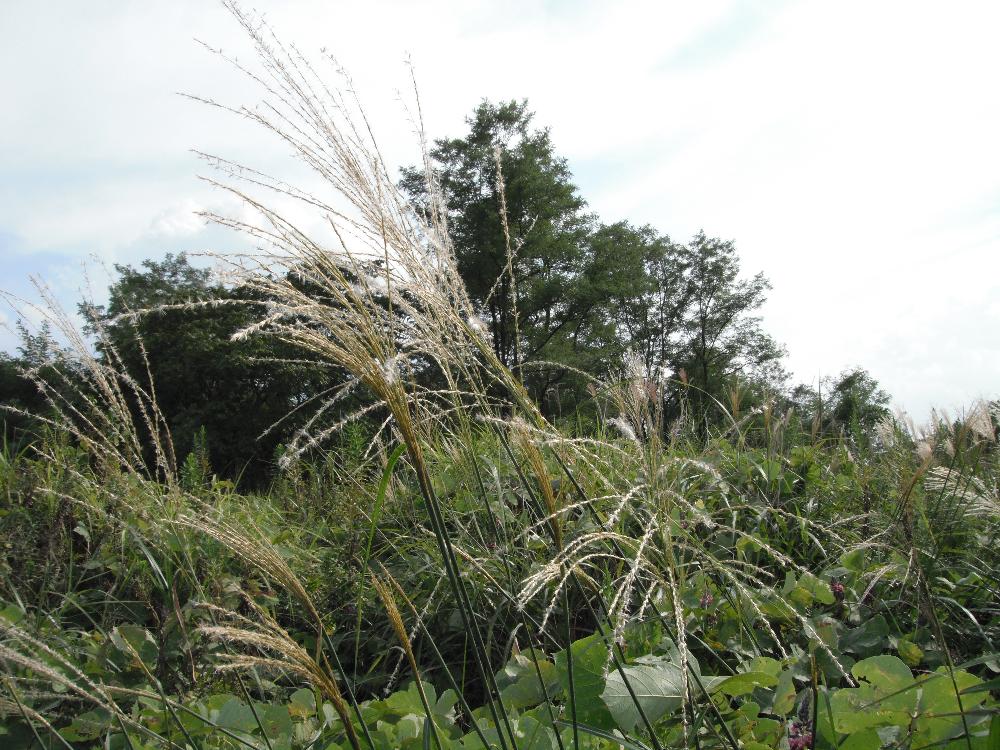 ayutsurisono8no1.jpg