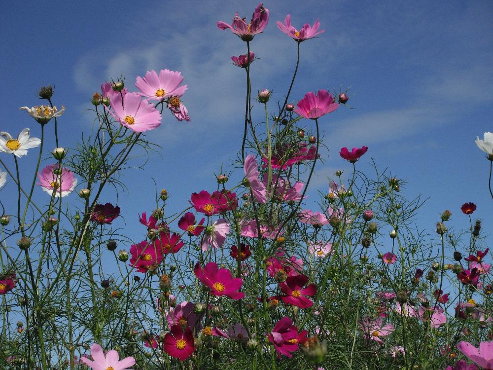 cosmos5.jpg