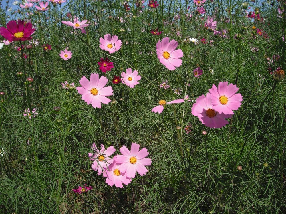 cosmos6.jpg