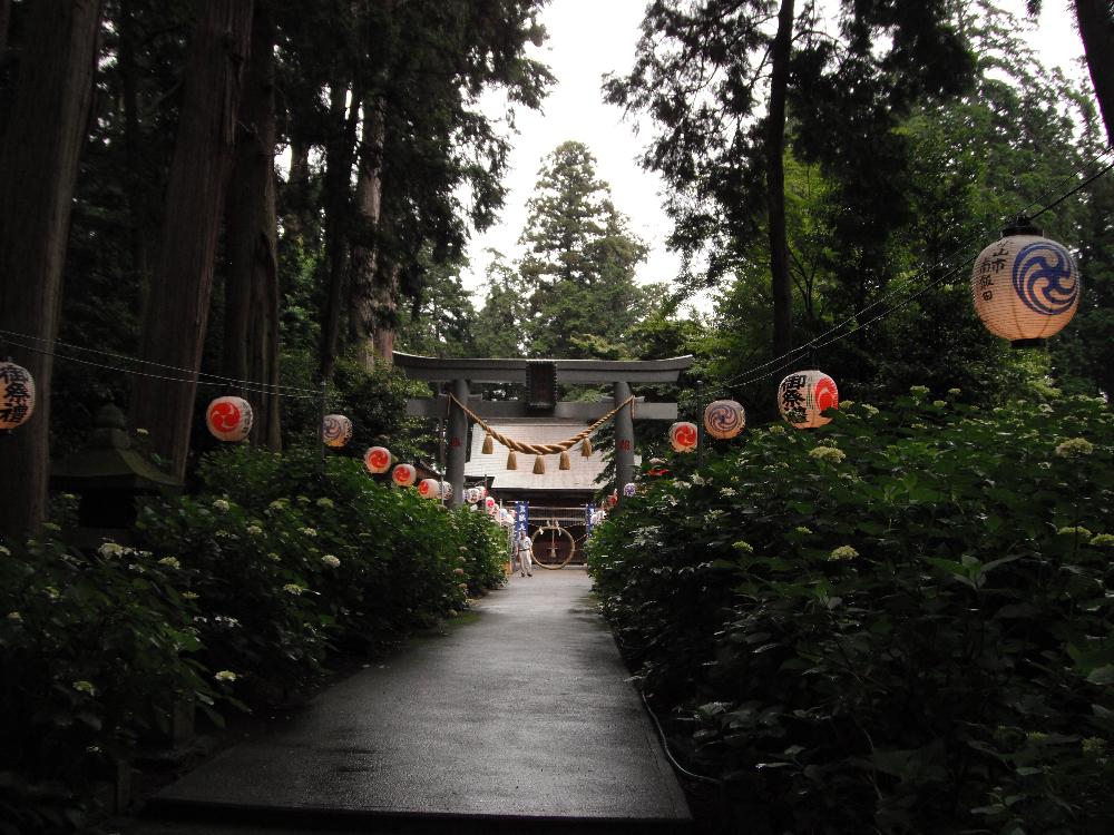isoyamaajisai1.jpg