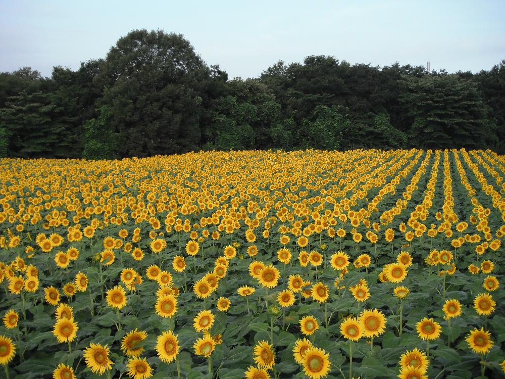 kaminokawasunflowerfesta1.jpg
