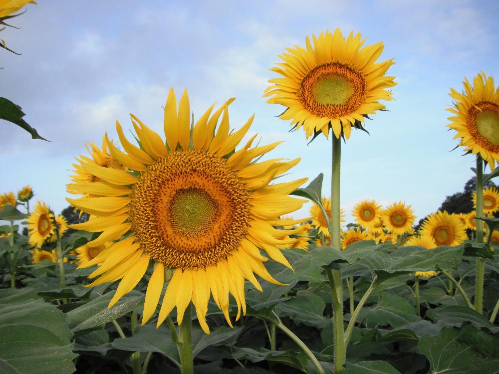 kaminokawasunflowerfesta2.jpg