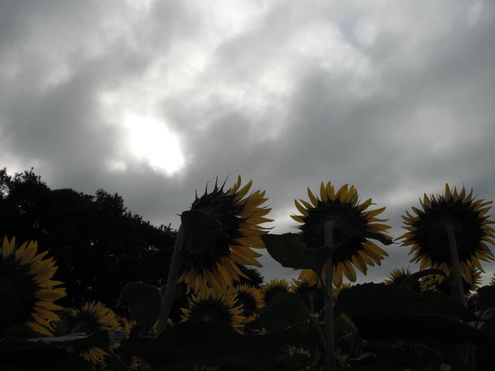 kaminokawasunflowerfesta3.jpg