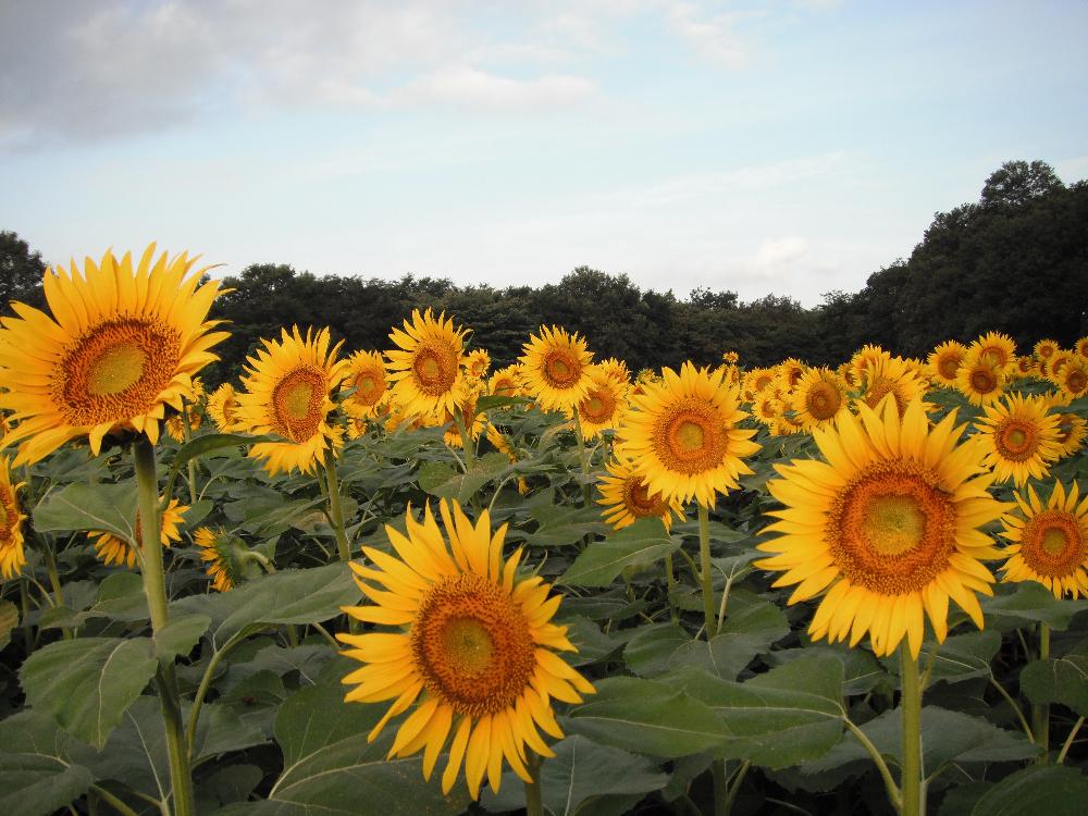 kaminokawasunflowerfesta4.jpg