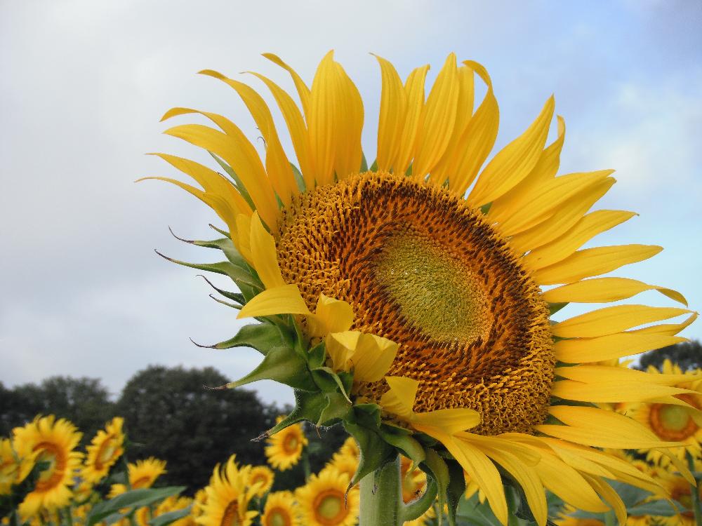 kaminokawasunflowerfesta5.jpg