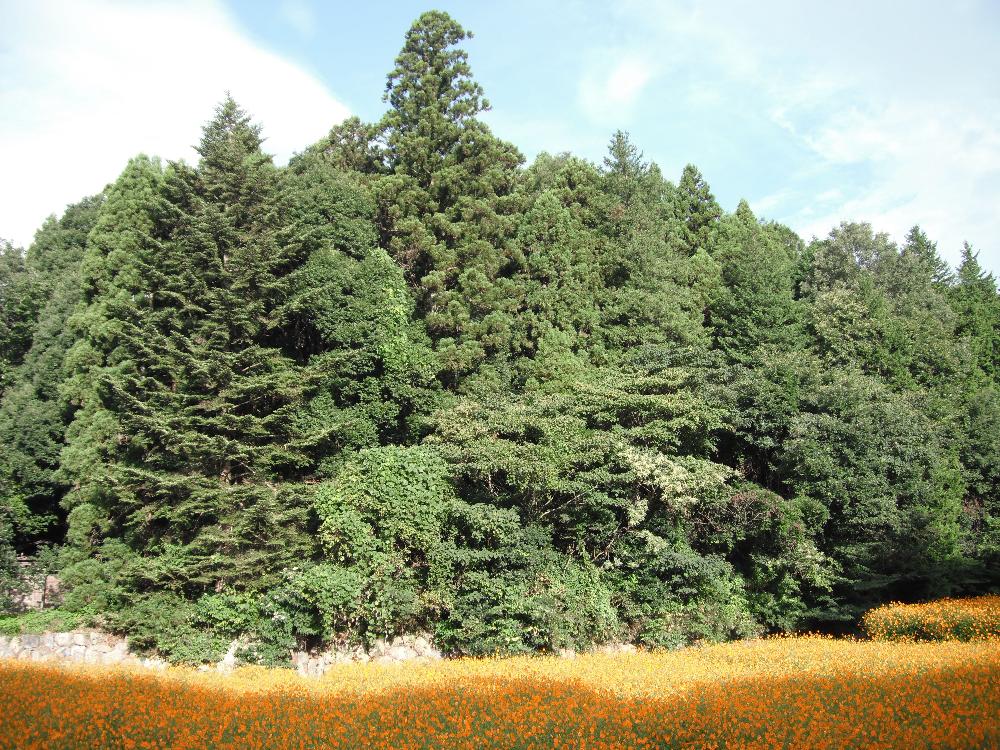 kibanacosmos4.jpg
