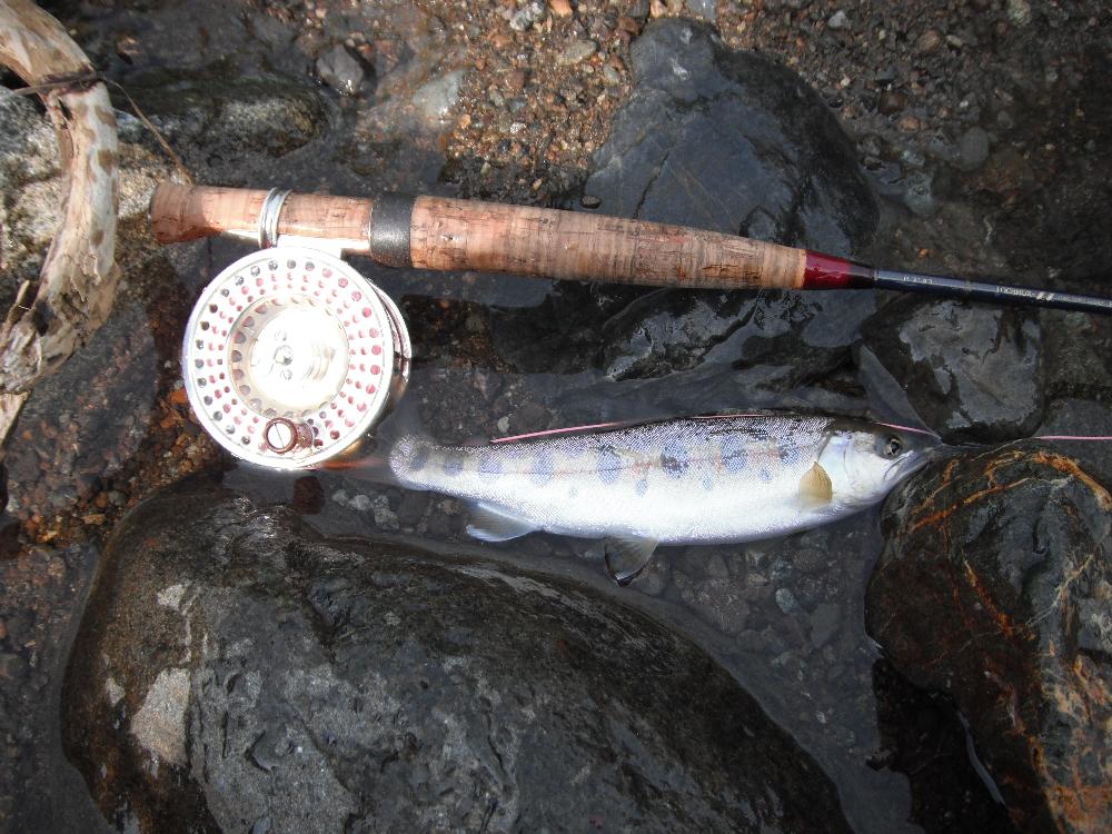 yamameflyfishing12.jpg