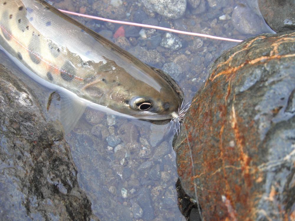 yamameflyfishing13.jpg