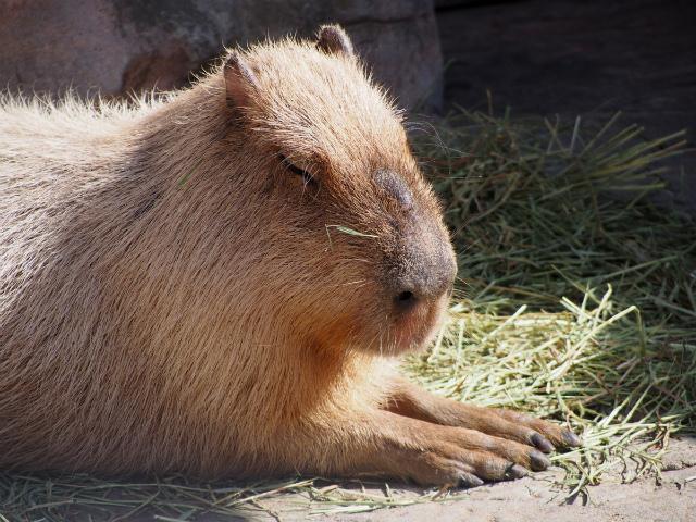 P3090275.jpg