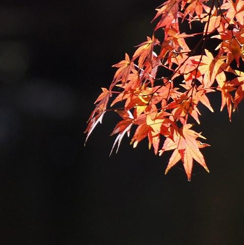 s-PB036910.jpg