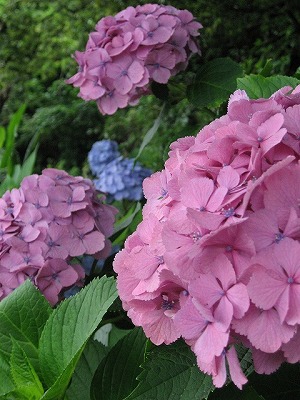 s-s-IMG_4364.jpg