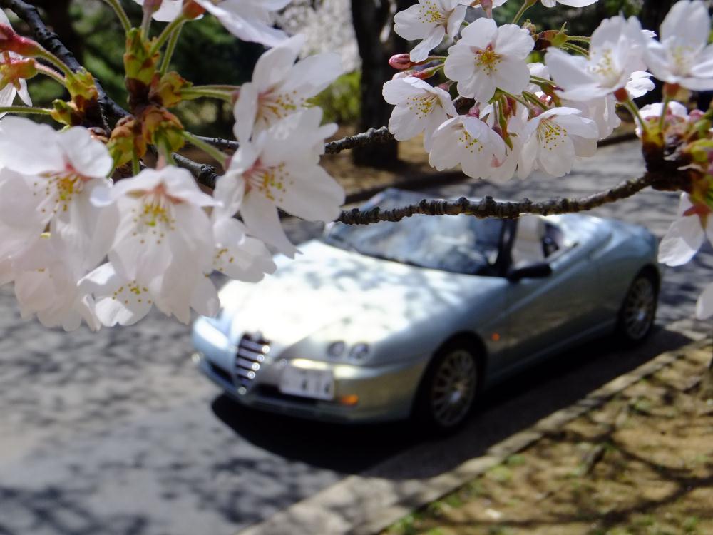 Spider(Spring)