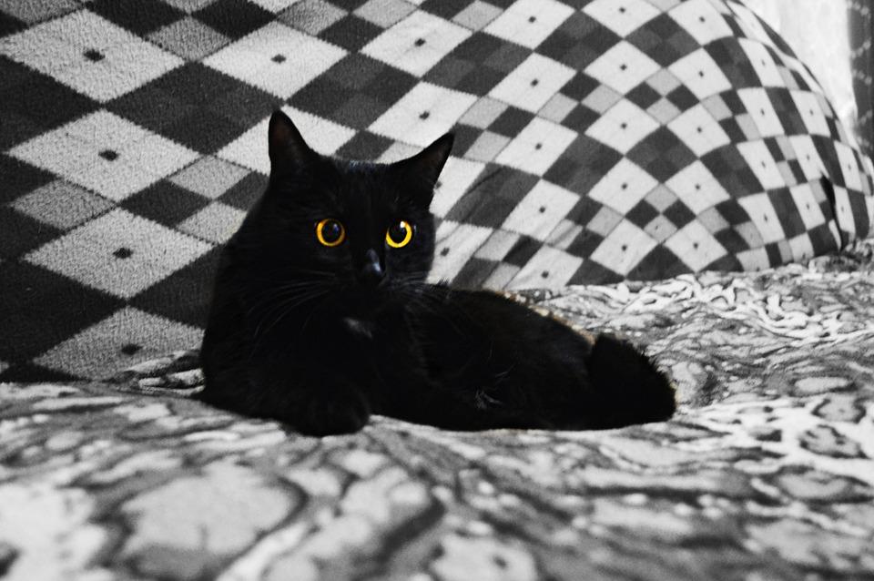 cat-988138_960_720.jpg