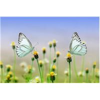 butterfly-1127666_960_720.jpg