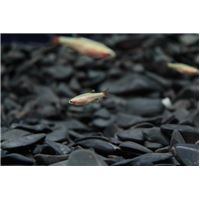 fish-390131_960_720.jpg