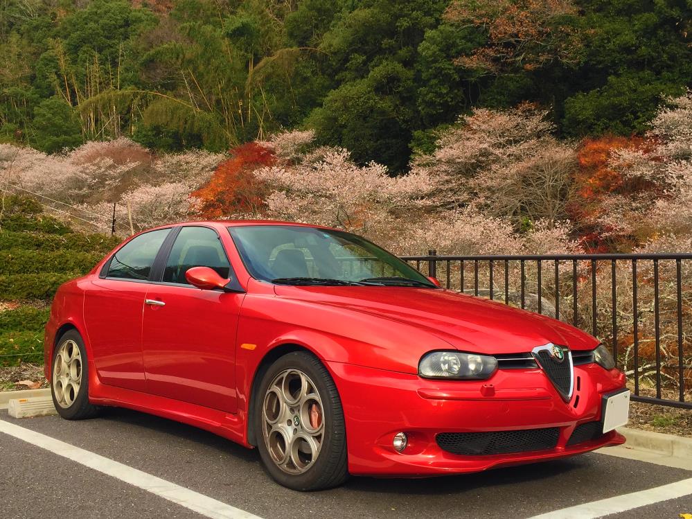 四季桜
