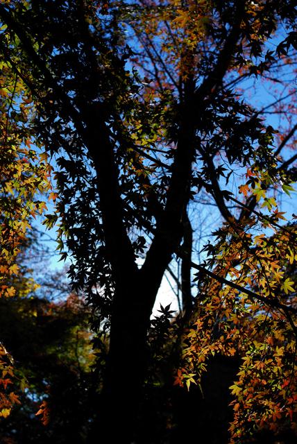 DSC_0011.jpg