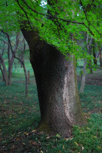 DSC_0088.jpg