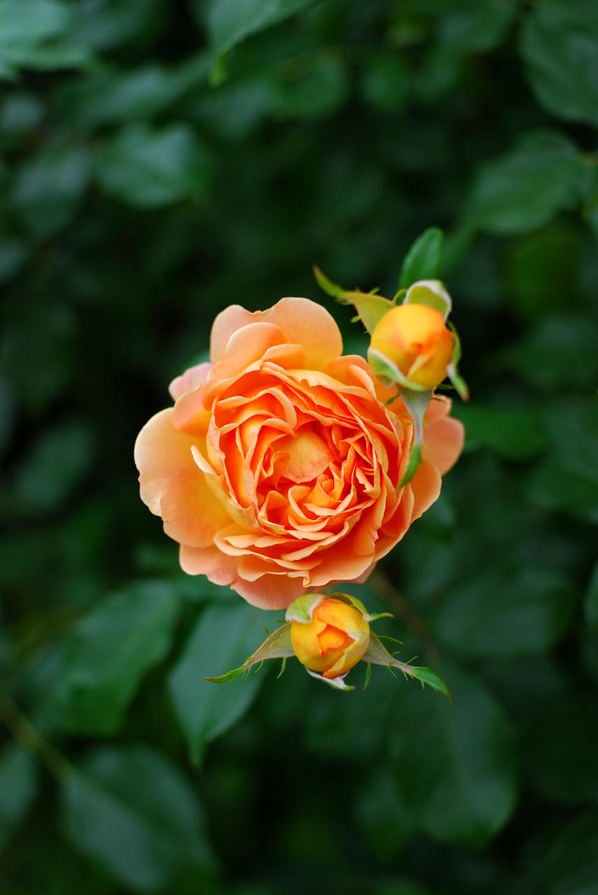 DSC_0256.jpg