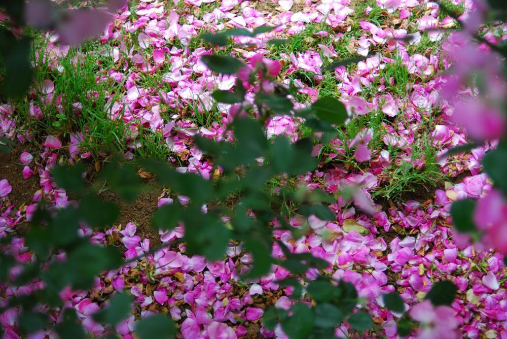 DSC_0362.jpg