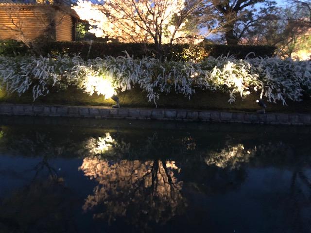さくら3.jpg