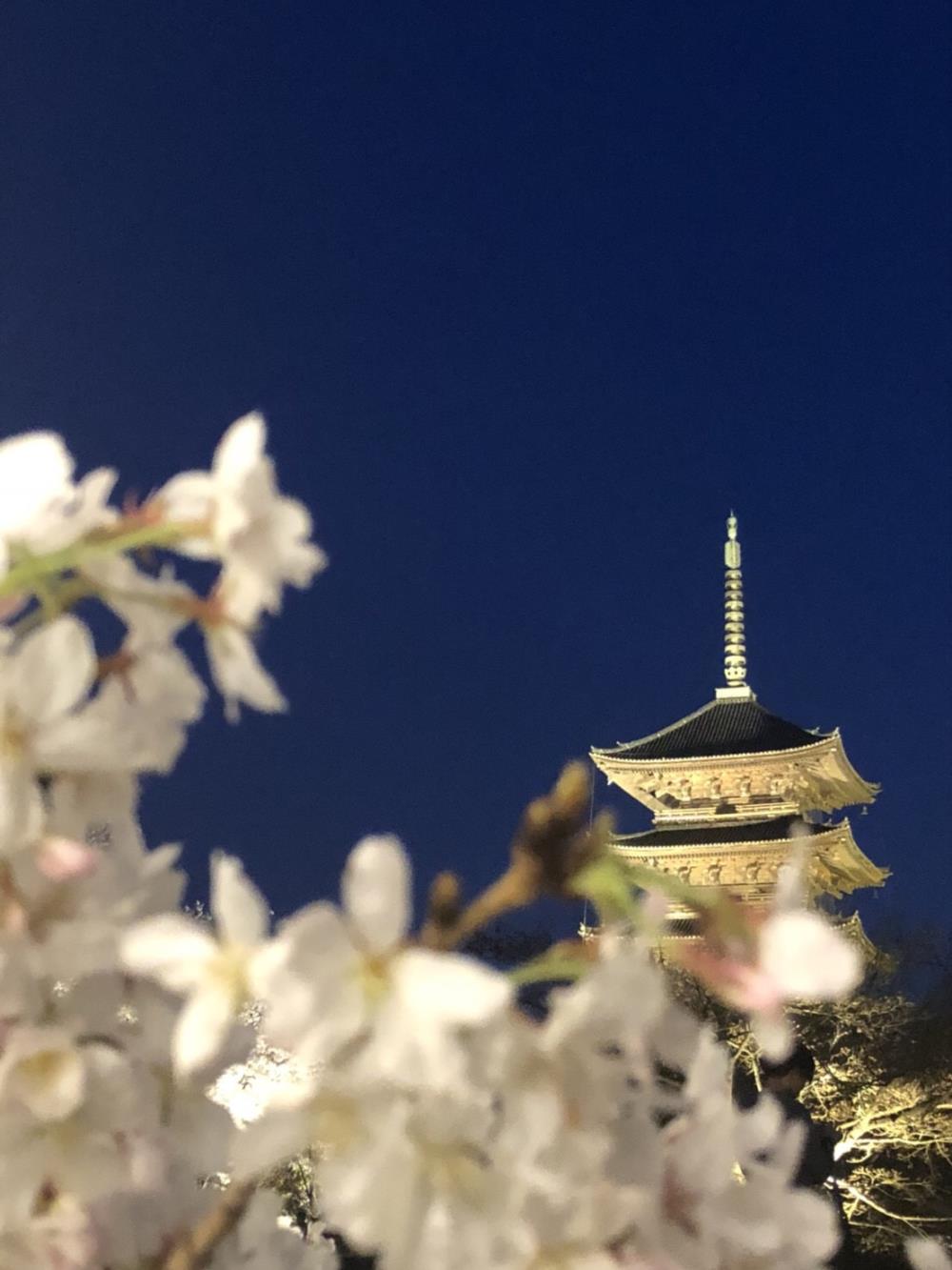 さくら4.jpg