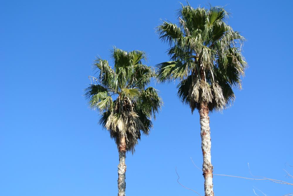 DSC_4419.jpg
